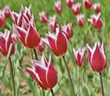 Floricultura em Itaboraí